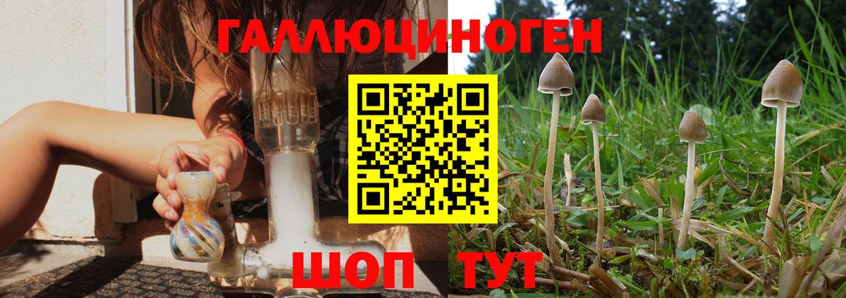 Галлюциногенные грибы Psilocybe Тимашёвск